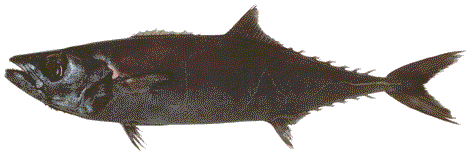 Figure 2. Escolar, Lepidocybium flavobrunneum