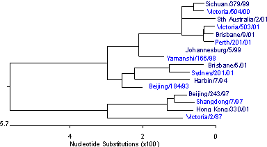 Figure 7. Evolutionary relationships between influenza B haemagglutinins (HA1 region)