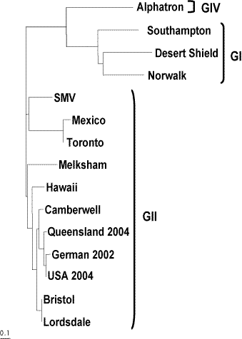 Figure 2. Phylogram indicating the relationship between norovirus strains* based on 252 nucleotides in the RNA POL gene