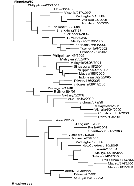 Figure 2.  Phylogenetic tree showing the two distinct lineages of B influenza viruses and representative isolates from the region during 2000 to 2005