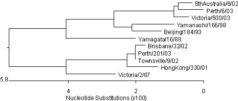 Figure 5. Evolutionary relationships between influenza A(H3) haemagglutinins (HA1 region)